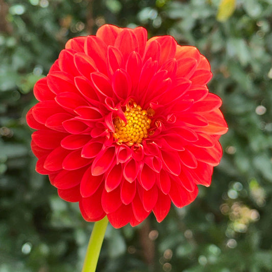 Happy Halloween Dahlia Tuber - Love Dahlias - south - africa - flower - bulbs