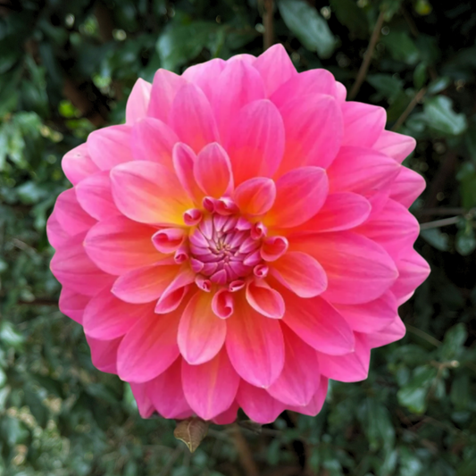 Happy Hanny Dahlia Tuber | South Africa - Love Dahlias - south - africa - flower - bulbs
