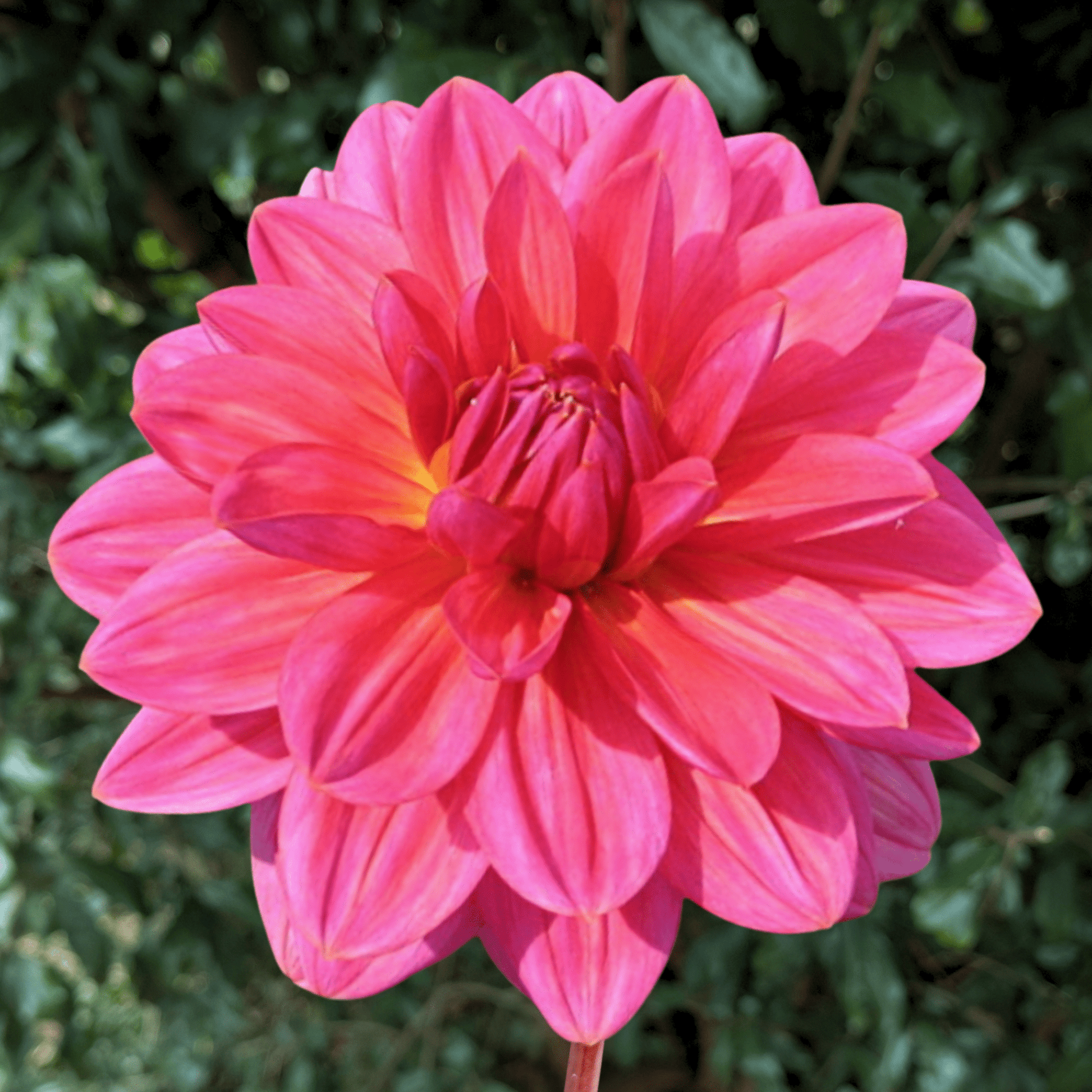 Happy Hanny Dahlia Tuber | South Africa - Love Dahlias - south - africa - flower - bulbs