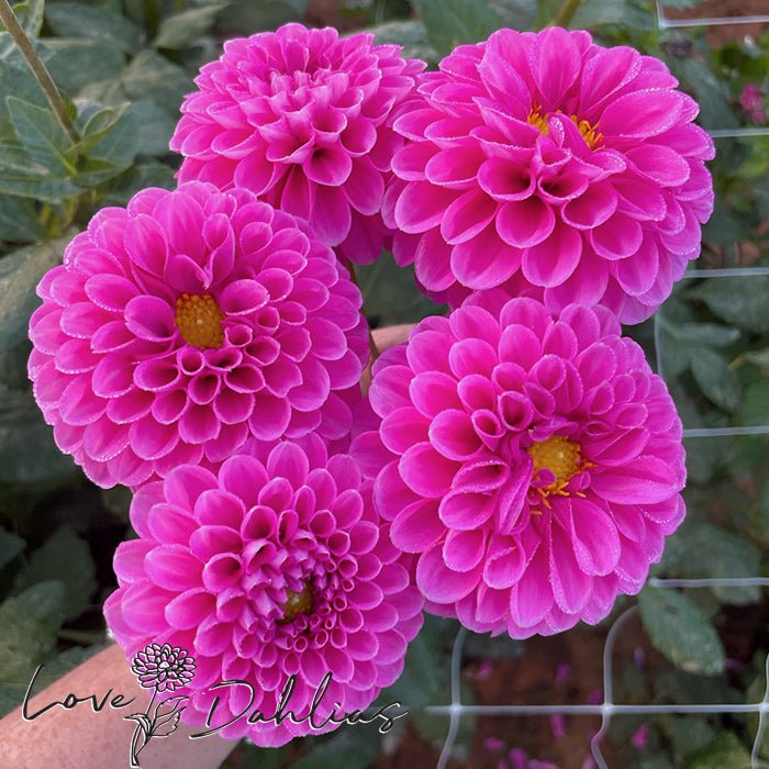 Happy Hour Dahlia Tuber - Love Dahlias - south - africa - flower - bulbs
