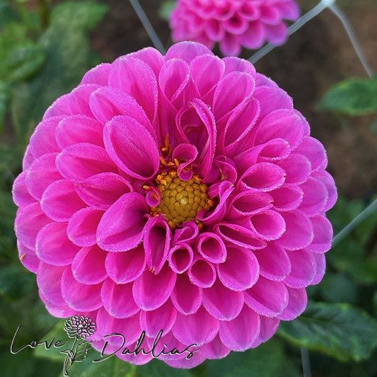 Happy Hour Dahlia Tuber - Love Dahlias - south - africa - flower - bulbs