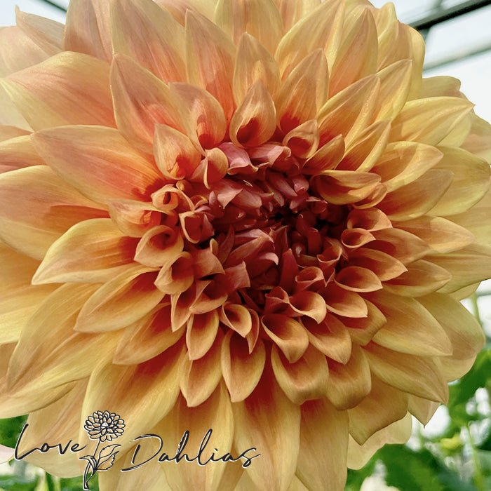 Hercules Dahlia Tuber - Love Dahlias - south - africa - flower - bulbs