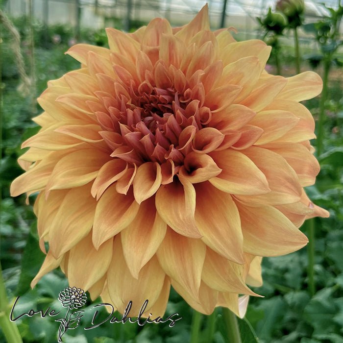 Hercules Dahlia Tuber - Love Dahlias - south - africa - flower - bulbs