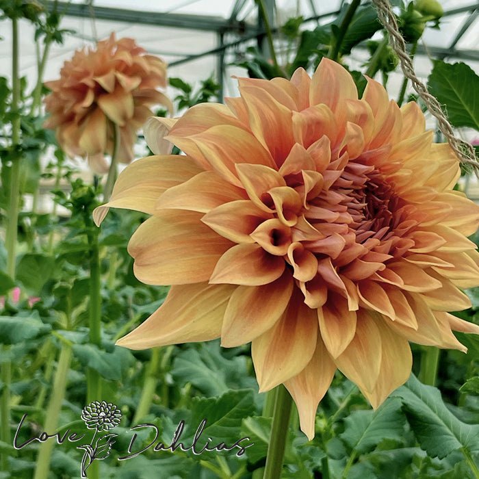 Hercules Dahlia Tuber - Love Dahlias - south - africa - flower - bulbs