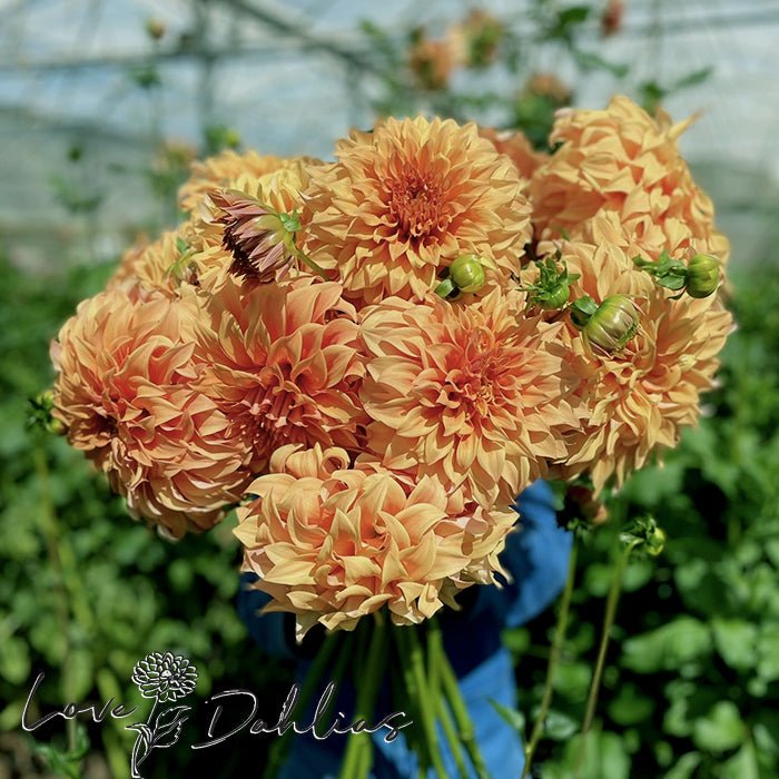 Hercules Dahlia Tuber - Love Dahlias - south - africa - flower - bulbs