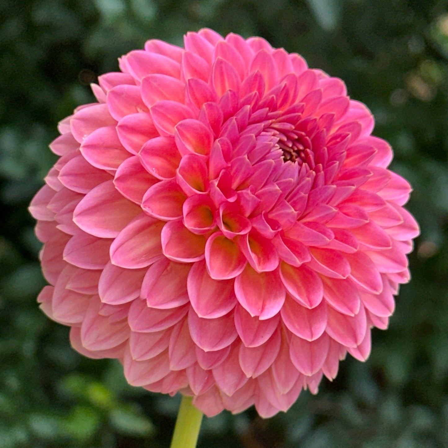 Hillcrest Suffusion Dahlia Tuber - Love Dahlias - south - africa - flower - bulbs