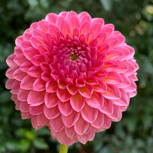 Hillcrest Suffusion Dahlia Tuber - Love Dahlias - south - africa - flower - bulbs