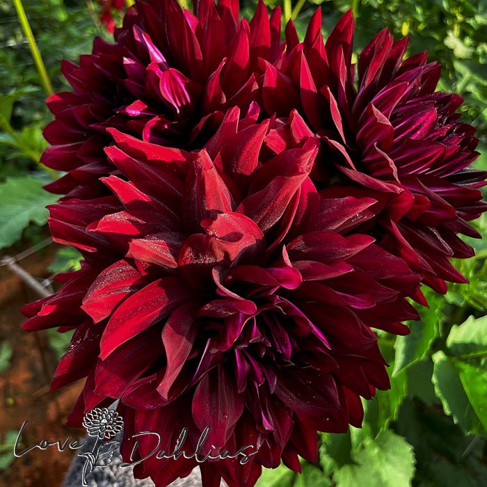 Hollyhill Black Beauty Dahlia Tuber - Love Dahlias - south - africa - flower - bulbs