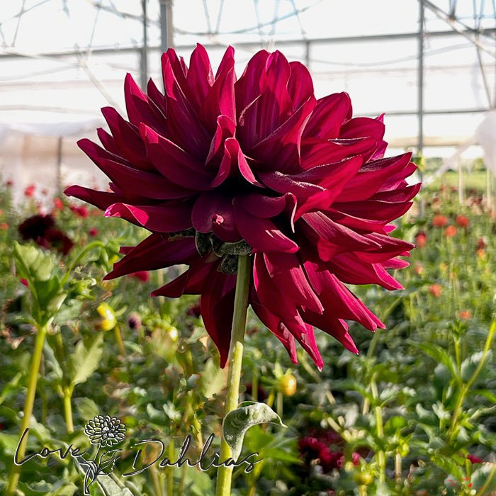 Hollyhill Black Beauty Dahlia Tuber - Love Dahlias - south - africa - flower - bulbs