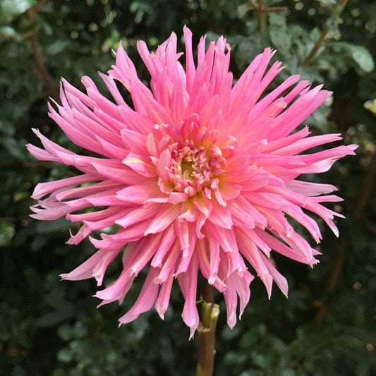 Hollyhill Cotton Candy Dahlia Tuber - Love Dahlias - south - africa - flower - bulbs