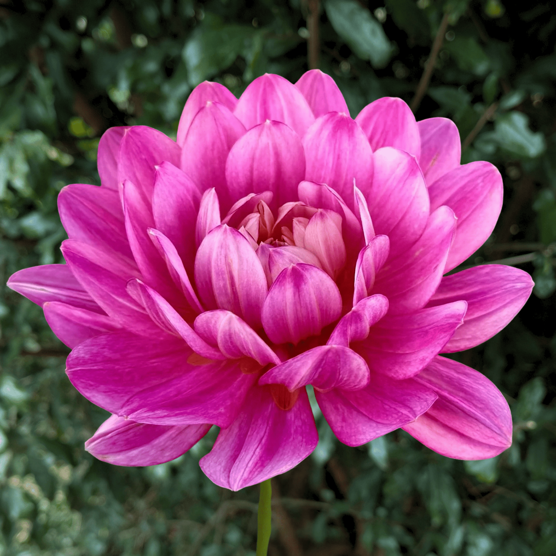 Hollyhill Pink Martini Dahlia Tuber | South Africa - Love Dahlias - south - africa - flower - bulbs