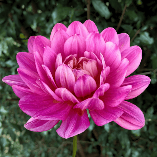 Hollyhill Pink Martini Dahlia Tuber | South Africa - Love Dahlias - south - africa - flower - bulbs