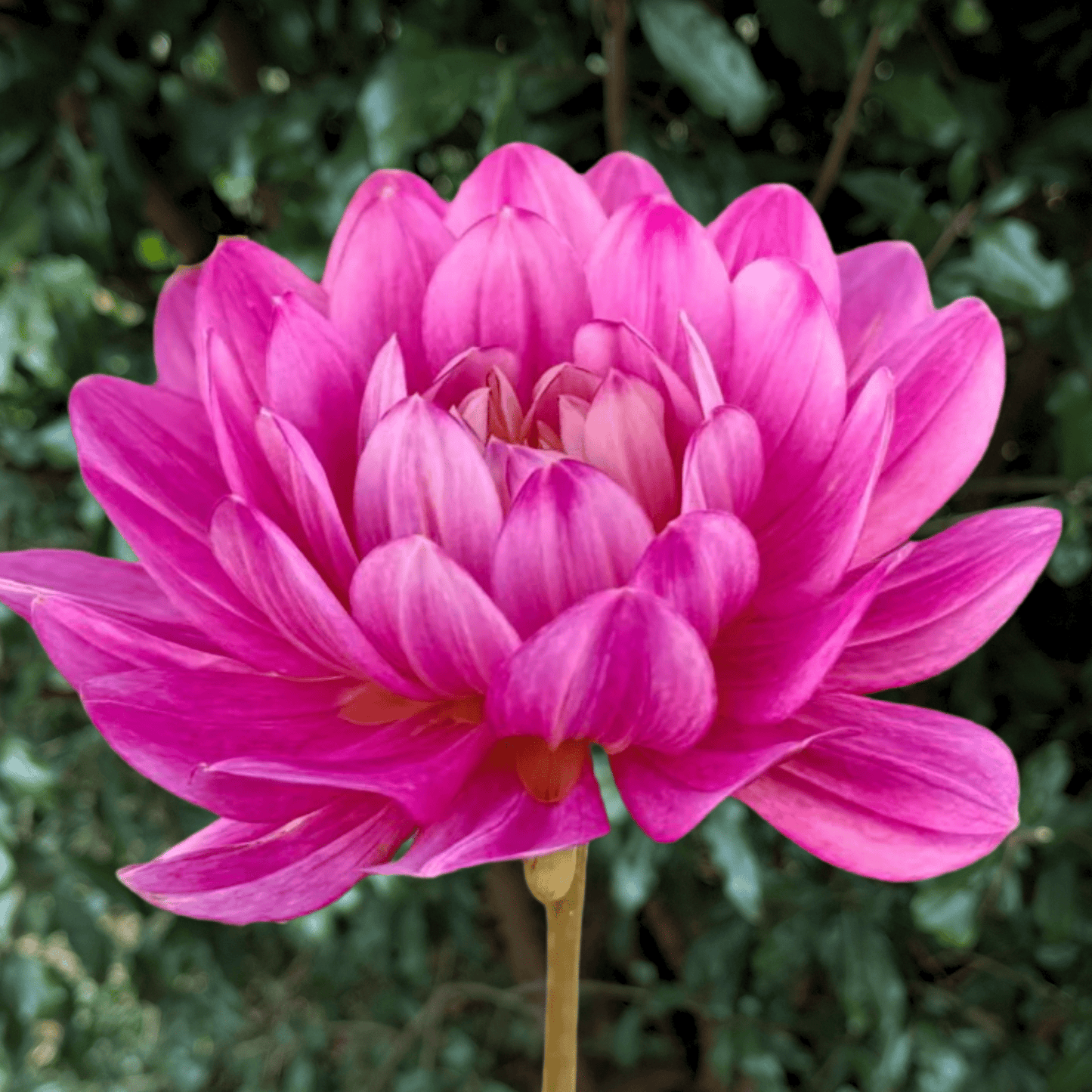 Hollyhill Pink Martini Dahlia Tuber | South Africa - Love Dahlias - south - africa - flower - bulbs