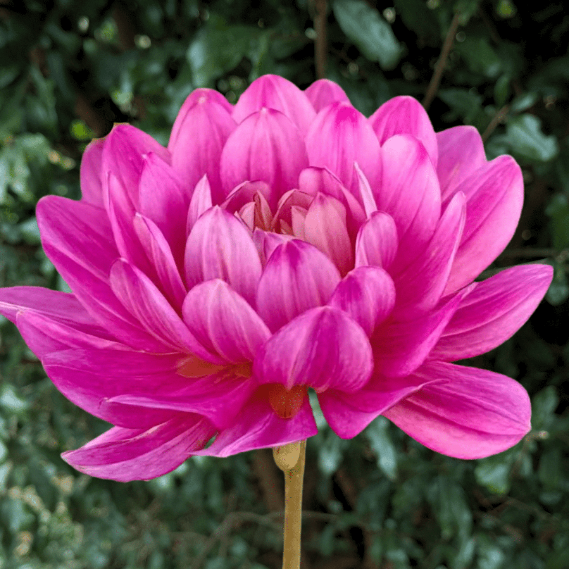 Hollyhill Pink Martini Dahlia Tuber | South Africa - Love Dahlias - south - africa - flower - bulbs