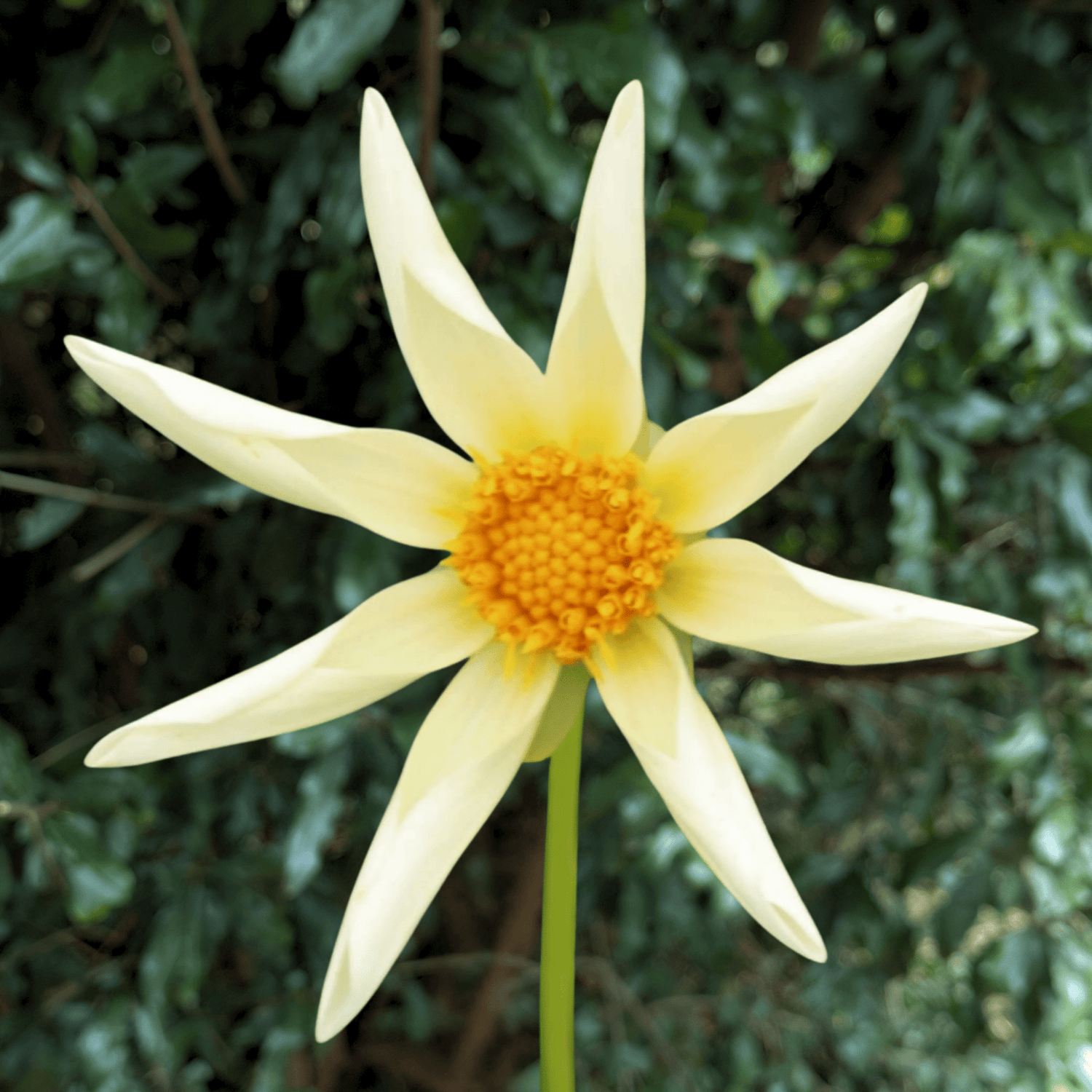 Honka Creme Dahlia Tuber | South Africa - Love Dahlias - south - africa - flower - bulbs