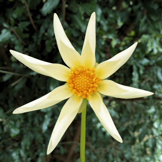 Honka Creme Dahlia Tuber | South Africa - Love Dahlias - south - africa - flower - bulbs