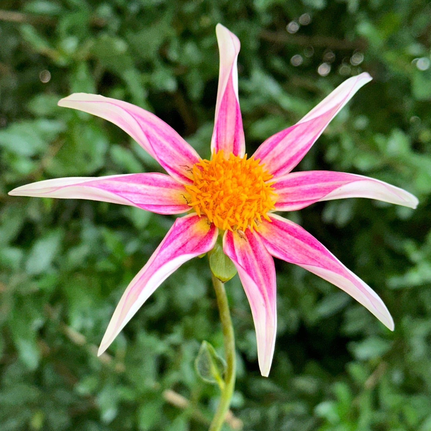 Honka Fragile Dahlia Tuber - Love Dahlias - south - africa - flower - bulbs