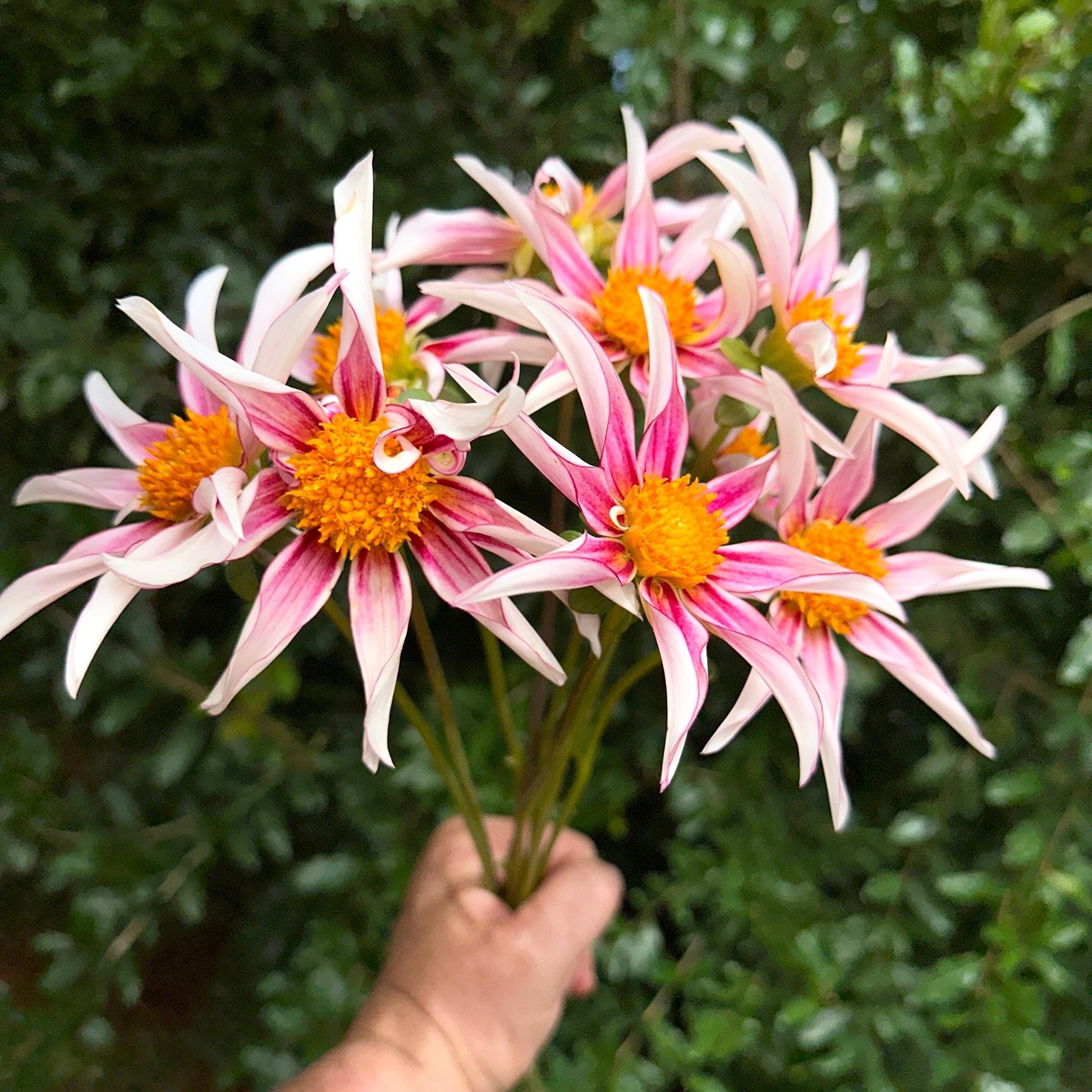 Honka Fragile Dahlia Tuber - Love Dahlias - south - africa - flower - bulbs