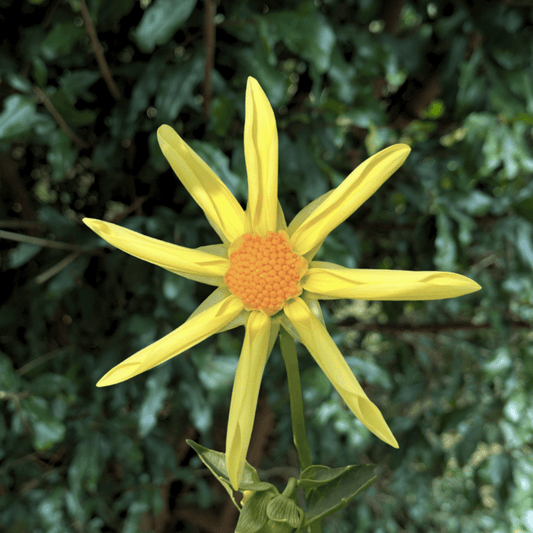 Honka Yellow Dahlia Tuber | South Africa - Love Dahlias - south - africa - flower - bulbs