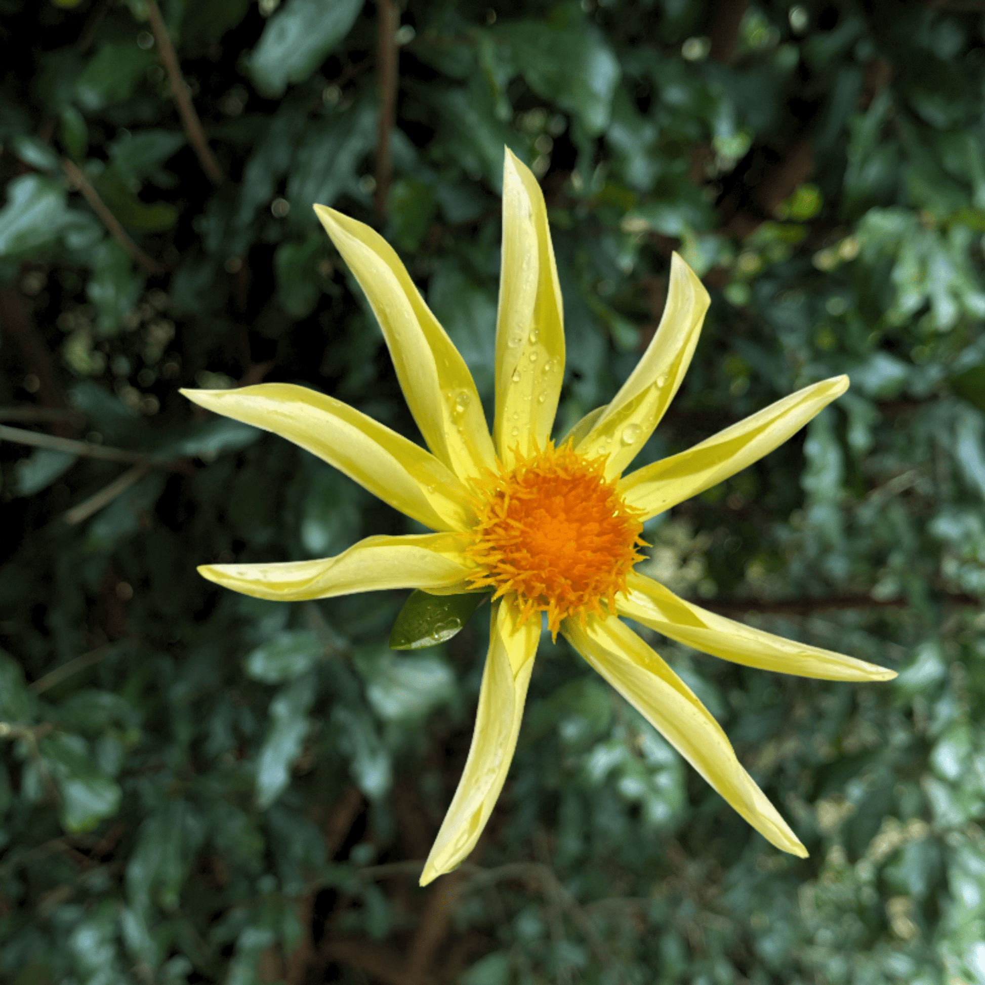 Honka Yellow Dahlia Tuber | South Africa - Love Dahlias - south - africa - flower - bulbs