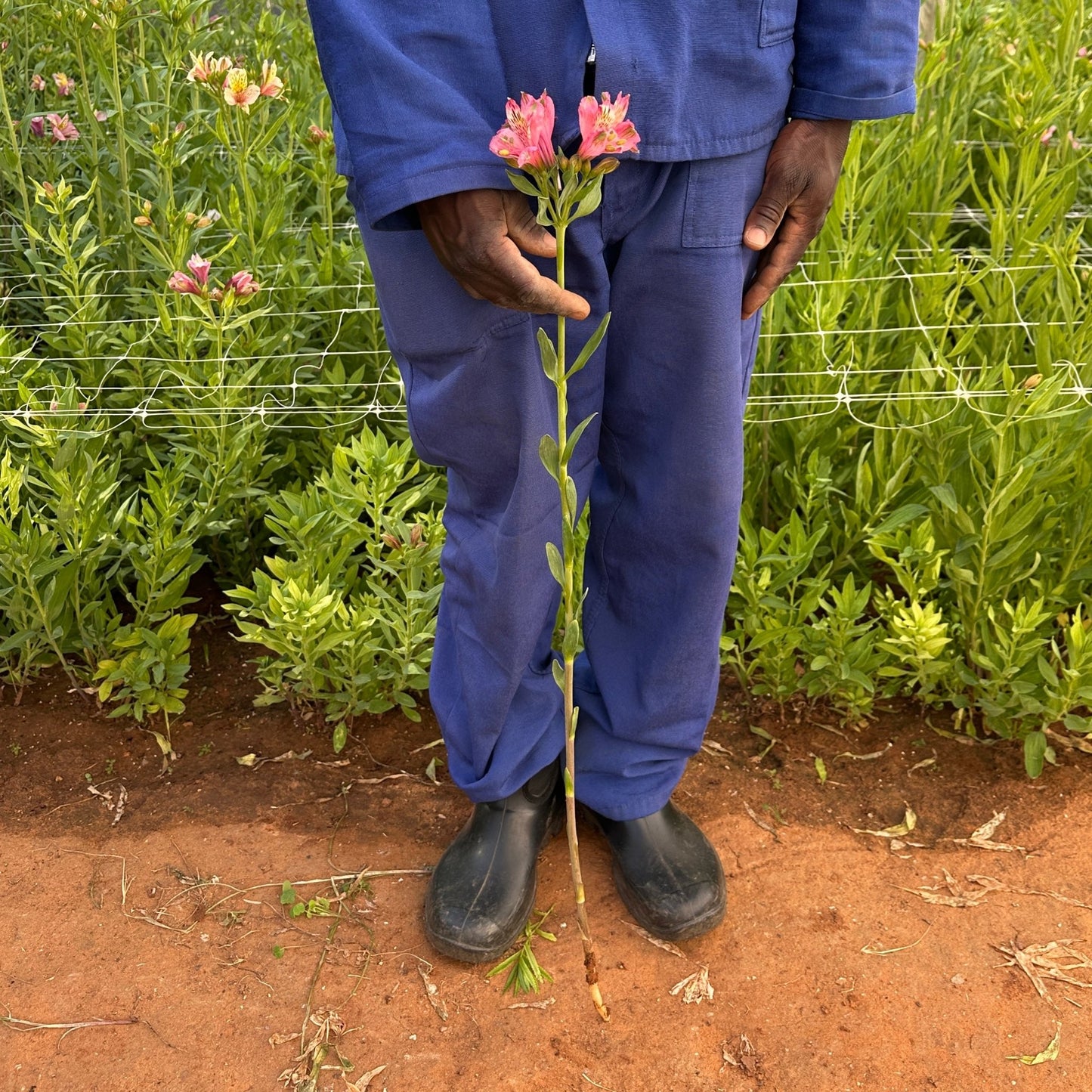 Hot Lips Alstroemeria Plant (Inca Lily) - Love Dahlias - south - africa - flower - bulbs