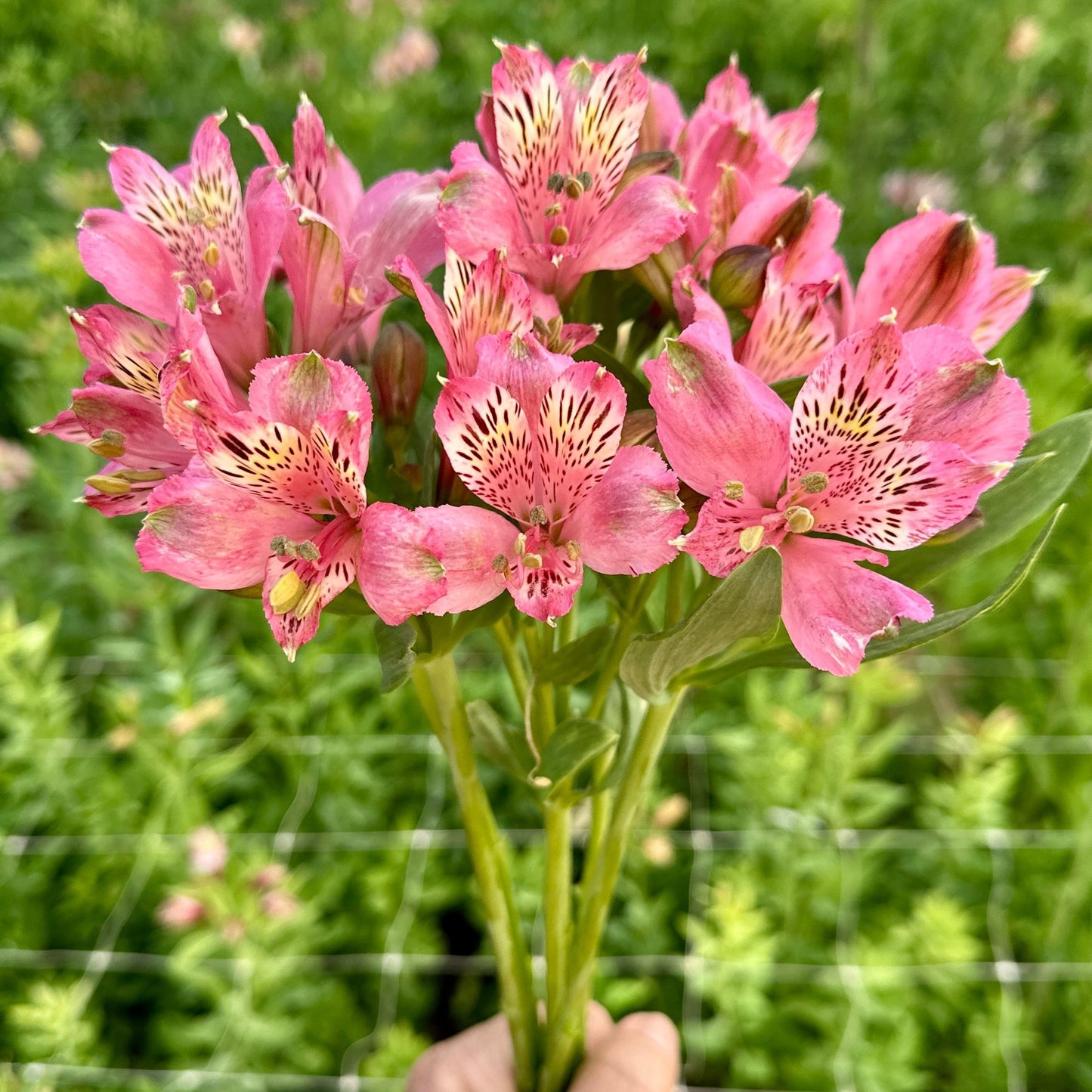 Hot Lips Alstroemeria Plant (Inca Lily) - Love Dahlias - south - africa - flower - bulbs
