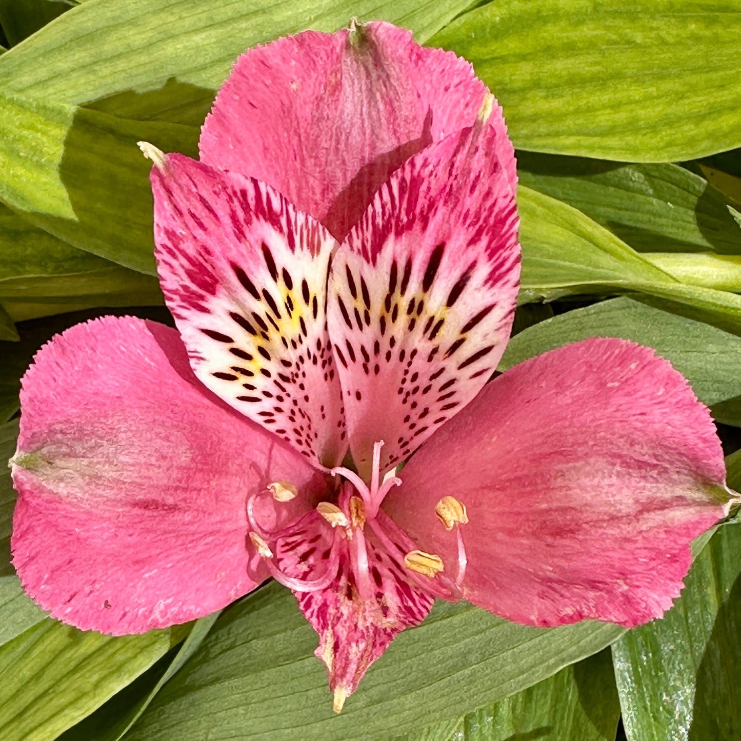 Hot Lips Alstroemeria Plant (Inca Lily) - Love Dahlias - south - africa - flower - bulbs