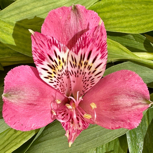 Hot Lips Alstroemeria Plant (Inca Lily) - Love Dahlias - south - africa - flower - bulbs