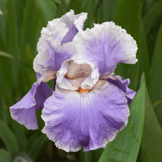 Hotel Roma Bearded Iris (Coming in 2028) - Love Dahlias-south-africa-flower-bulbs