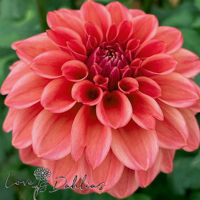 Iced Tea Dahlia Tuber - Love Dahlias - south - africa - flower - bulbs