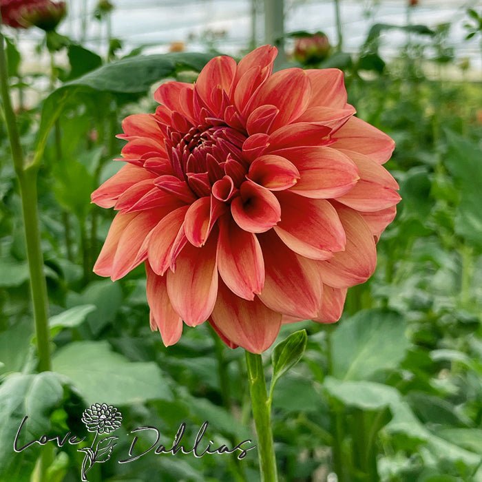 Iced Tea Dahlia Tuber - Love Dahlias - south - africa - flower - bulbs