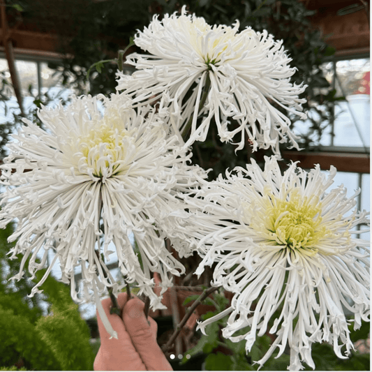 Icicles Heirloom Chrysanthemum (Available 2028) - Love Dahlias-south-africa-flower-bulbs