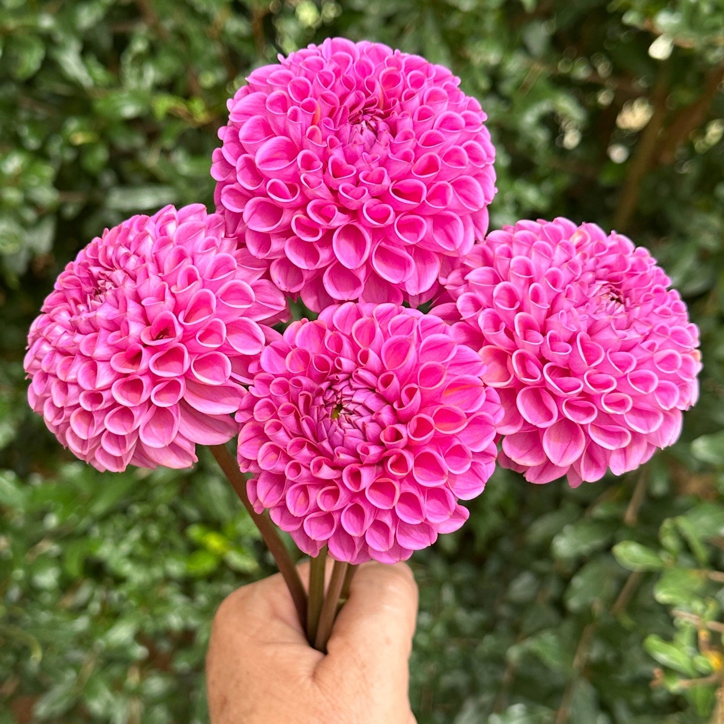 Isabel Dahlia Tuber - Love Dahlias - south - africa - flower - bulbs