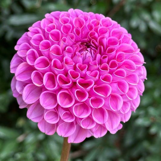 Isabel Dahlia Tuber - Love Dahlias - south - africa - flower - bulbs