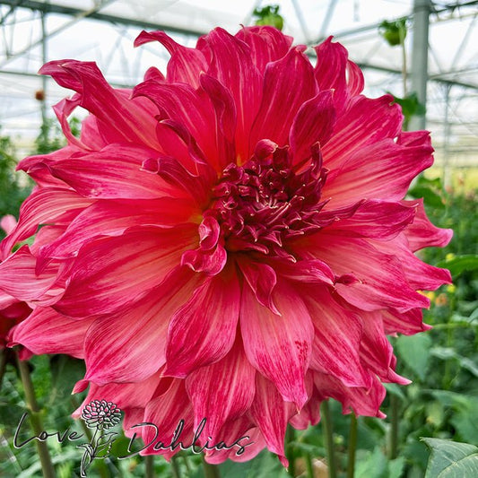 Islander Dahlia Tuber - Love Dahlias - south - africa - flower - bulbs