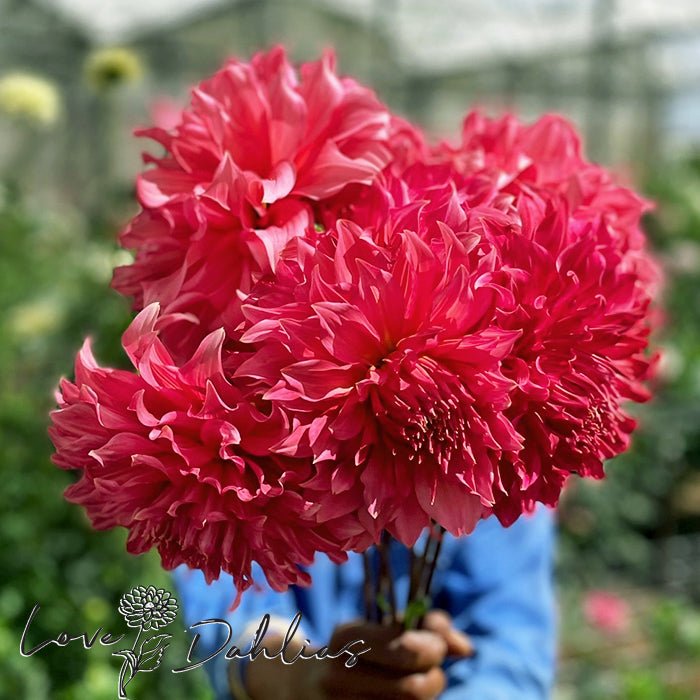 Islander Dahlia Tuber - Love Dahlias - south - africa - flower - bulbs