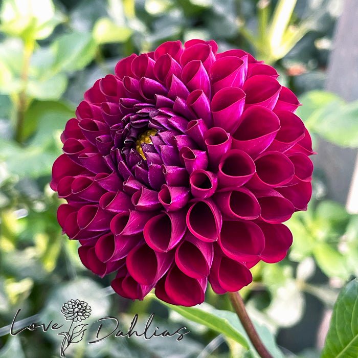 Ivanetti Dahlia Tuber - Love Dahlias - south - africa - flower - bulbs