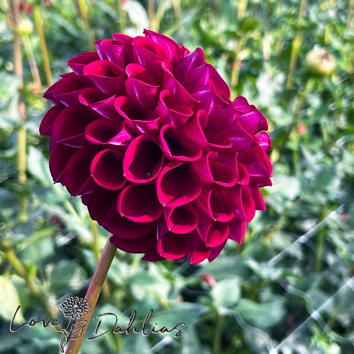 Ivanetti Dahlia Tuber - Love Dahlias - south - africa - flower - bulbs