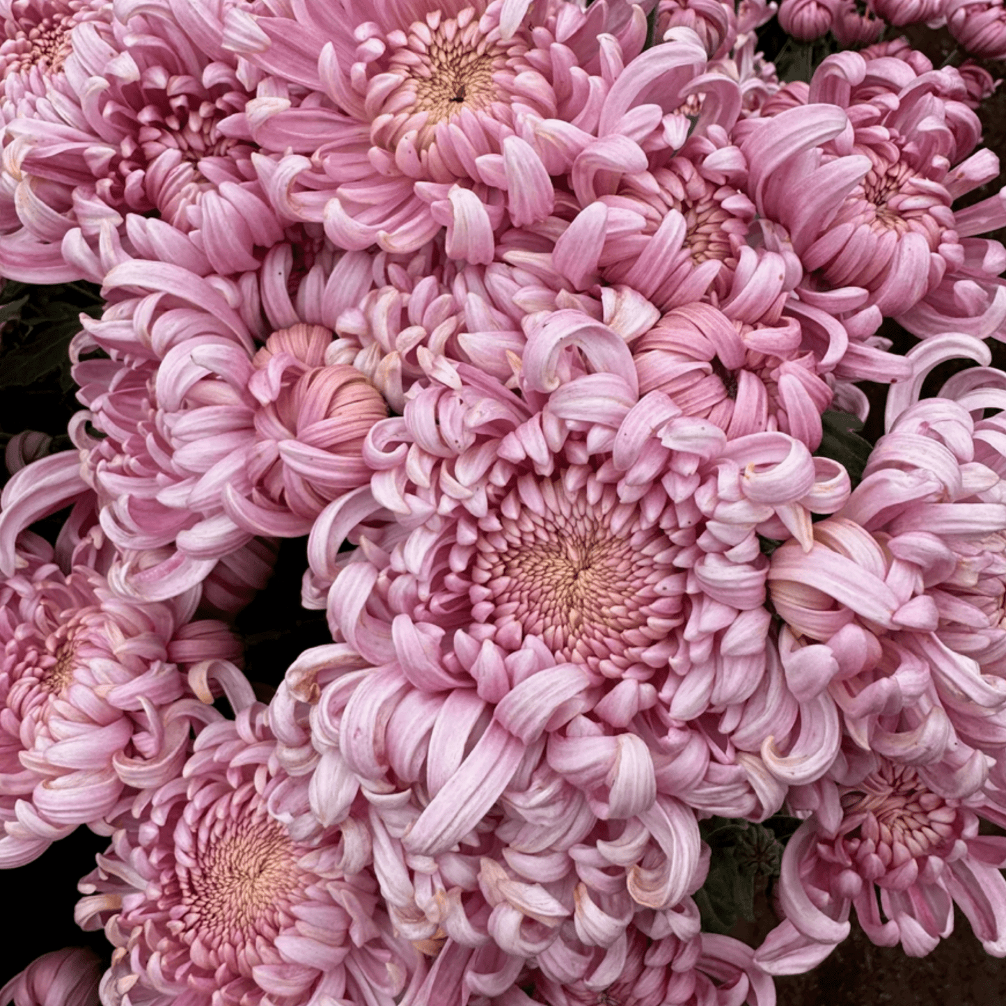 Jefferson Park Heirloom Chrysanthemum (Available 2028) - Love Dahlias-south-africa-flower-bulbs