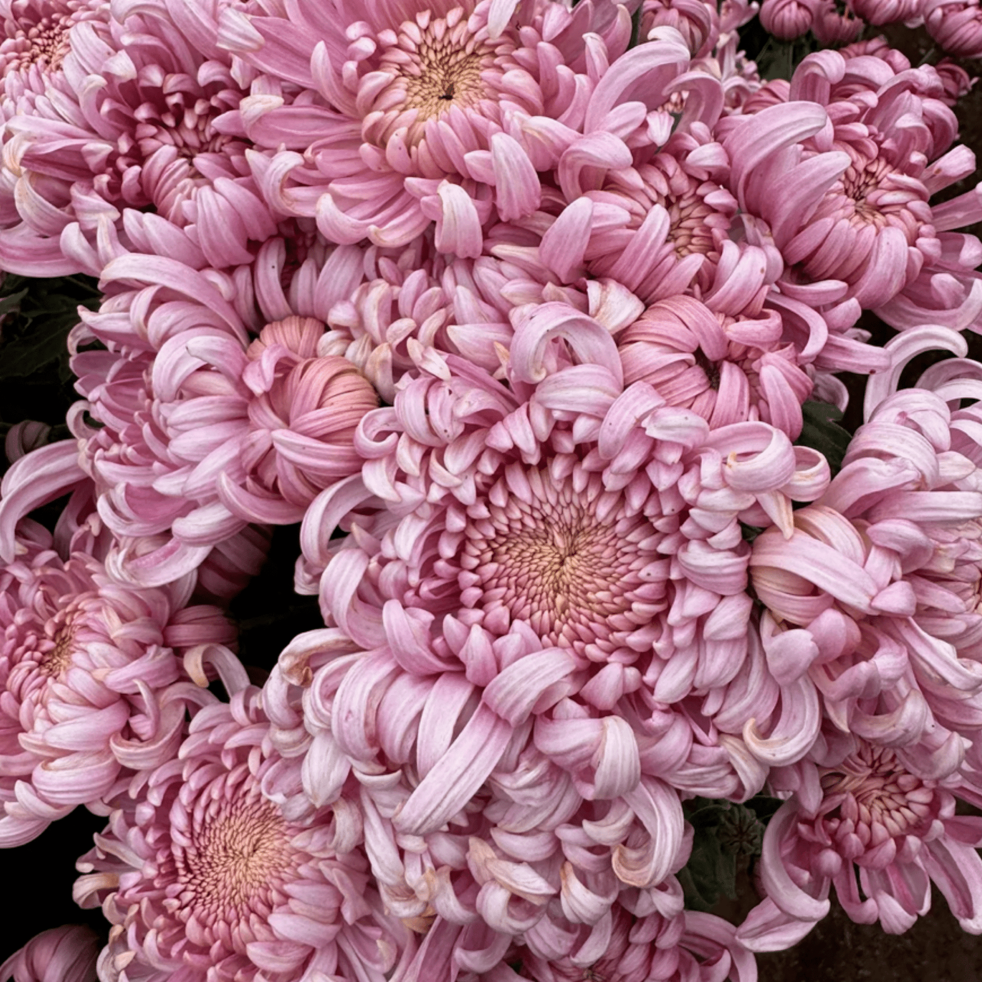 Jefferson Park Heirloom Chrysanthemum (Available 2028) - Love Dahlias-south-africa-flower-bulbs