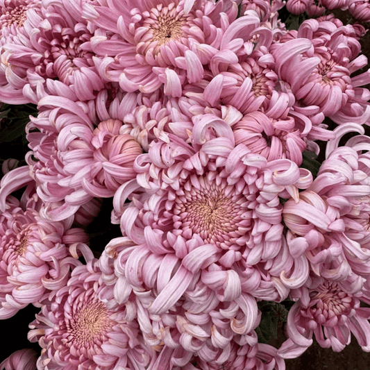 Jefferson Park Heirloom Chrysanthemum (Available 2028) - Love Dahlias-south-africa-flower-bulbs