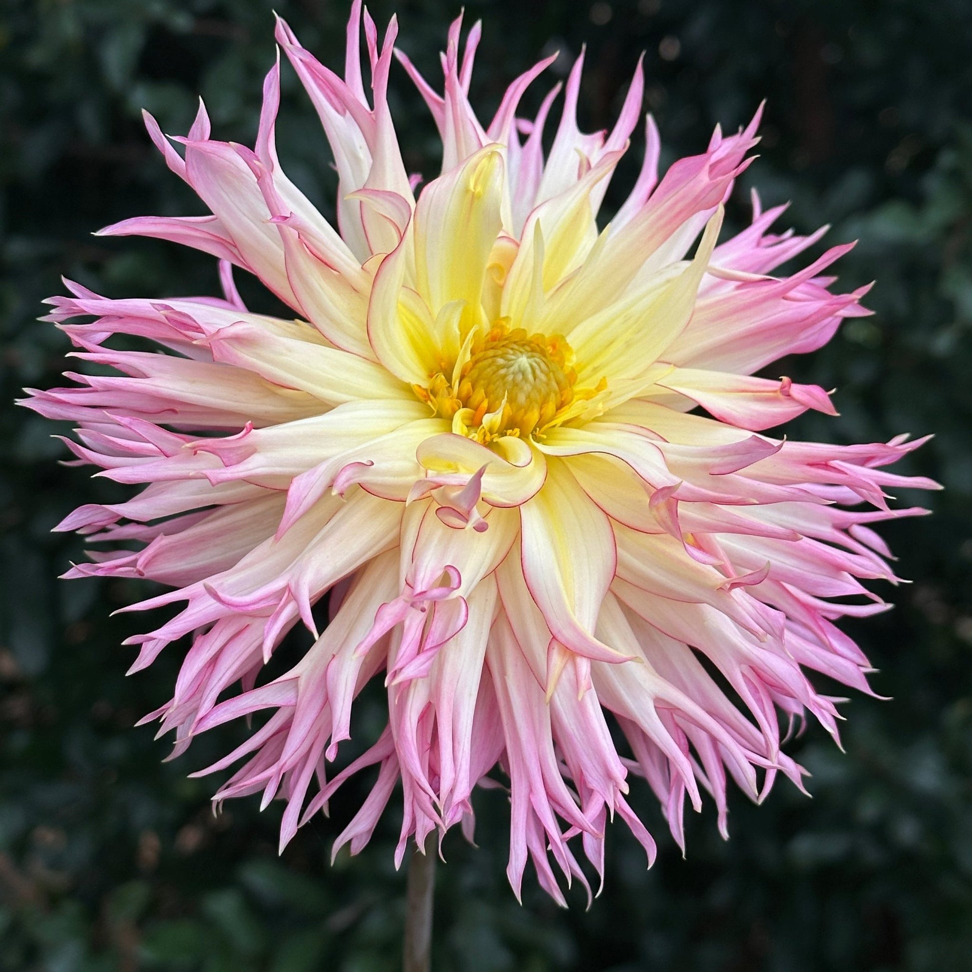 Jennie Dahlia (Limit 1 p.p) - Love Dahlias - south - africa - flower - bulbs