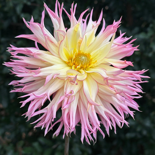 Jennie Dahlia (Limit 1 p.p) - Love Dahlias - south - africa - flower - bulbs