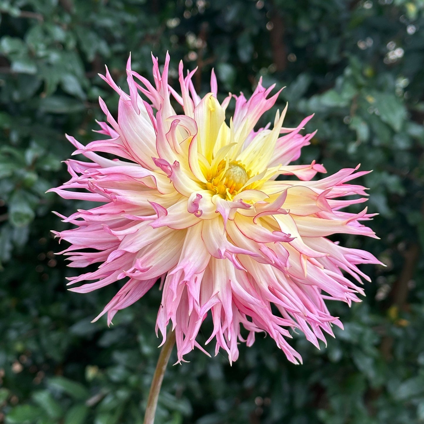 Jennie Dahlia (Limit 1 p.p) - Love Dahlias - south - africa - flower - bulbs
