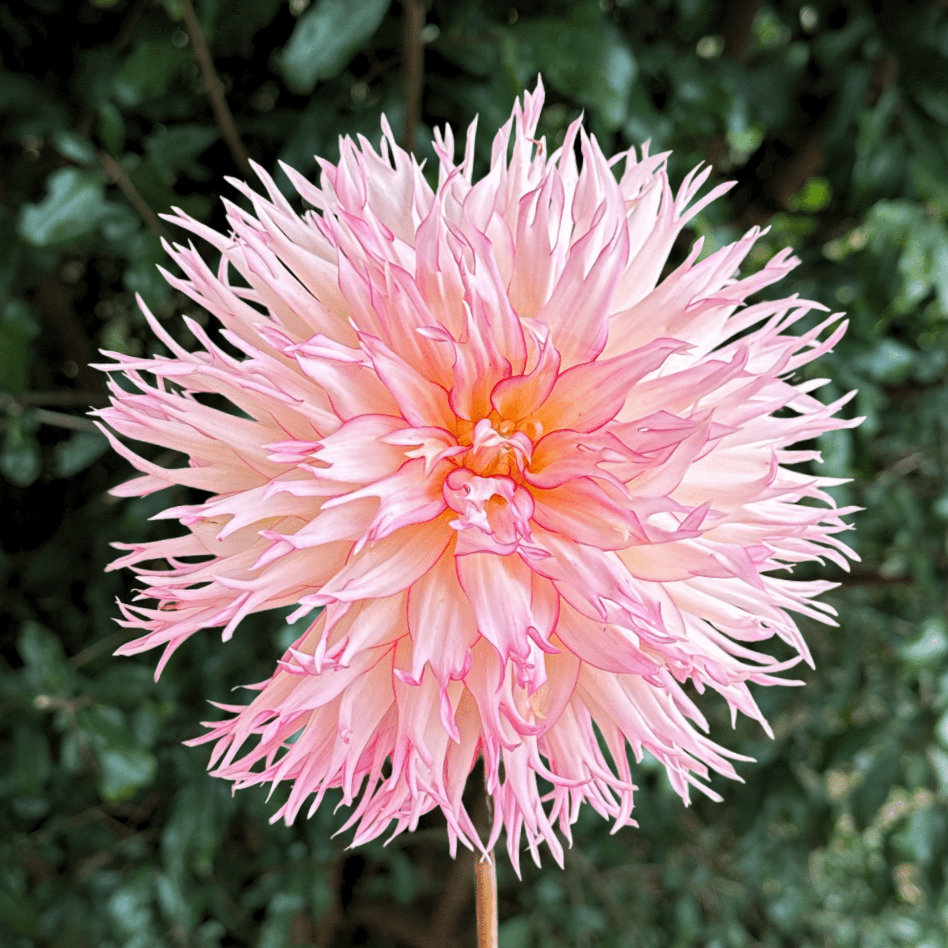 Jennie Dahlia Tuber | South Africa (Limit 1 p.p) - Love Dahlias - south - africa - flower - bulbs