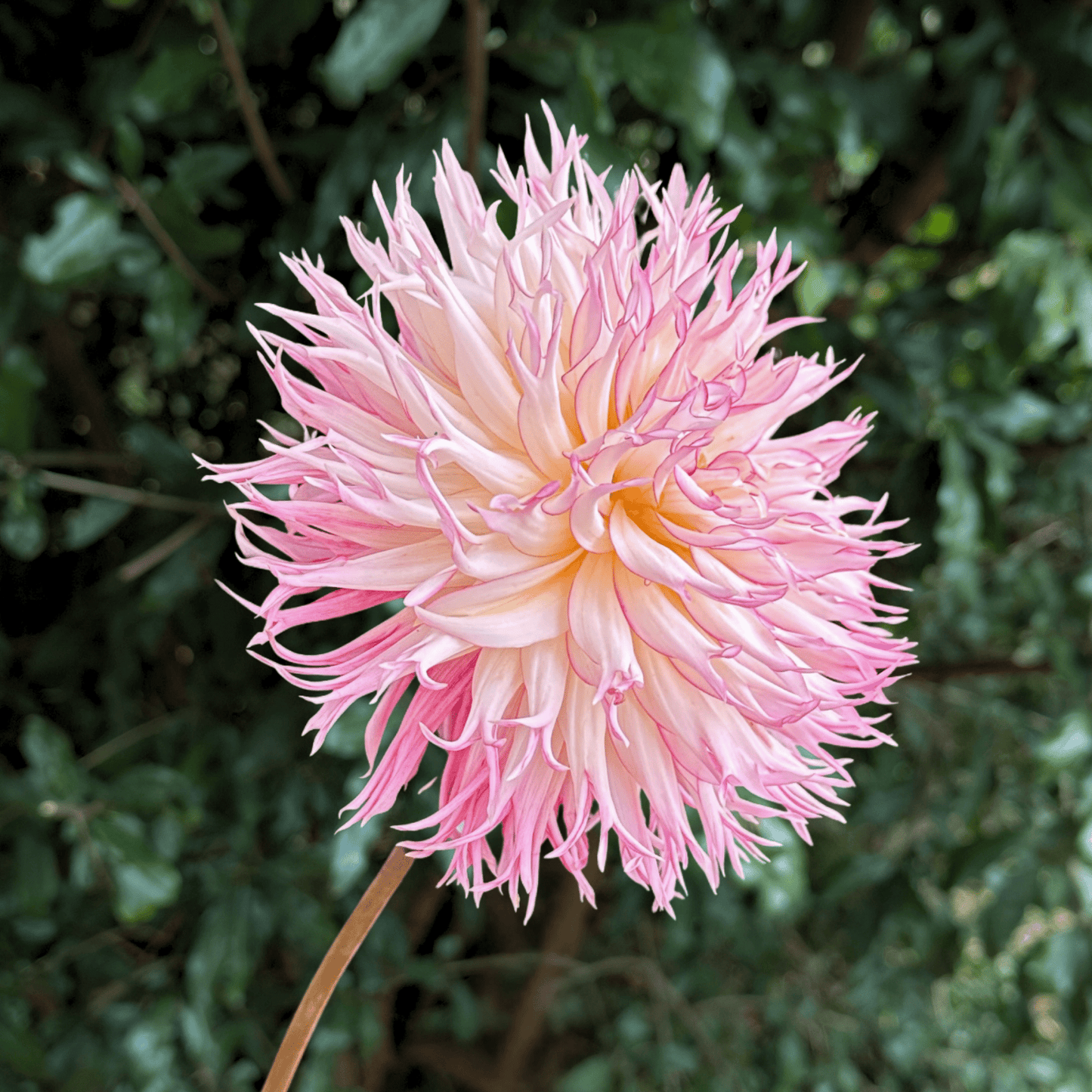 Jennie Dahlia Tuber | South Africa (Limit 1 p.p) - Love Dahlias - south - africa - flower - bulbs