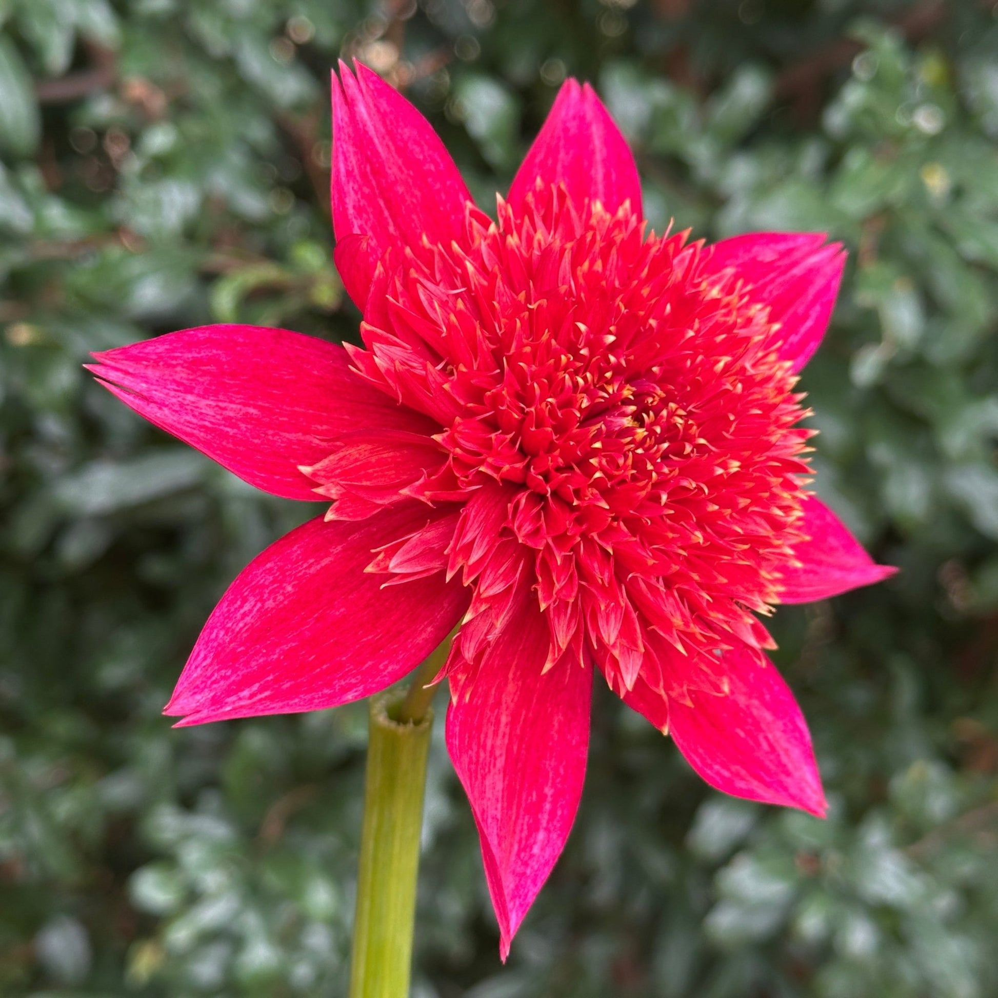 Jive Dahlia Tuber - Love Dahlias - south - africa - flower - bulbs