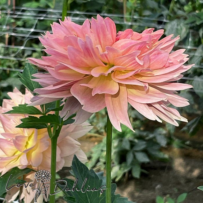 Joel's Favorite Dahlia Tuber - Love Dahlias - south - africa - flower - bulbs