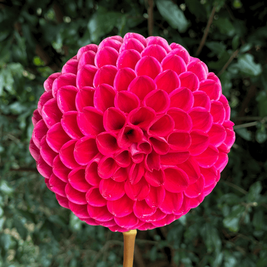 Jowey Anoushka Dahlia Tuber | South Africa - Love Dahlias - south - africa - flower - bulbs
