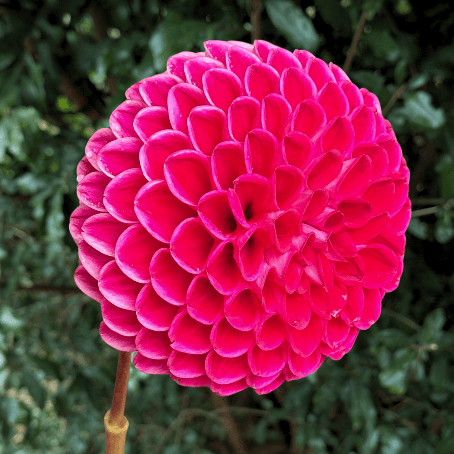 Jowey Anoushka Dahlia Tuber | South Africa - Love Dahlias - south - africa - flower - bulbs